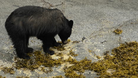 Ein-Schwarzbär,-Der-Sich-Von-Seepocken-In-Der-Inneren-Gezeitenzone-In-Tracy-Arm-Terror-Fords-Wildnis-Im-Südosten-Alaskas-Ernährt