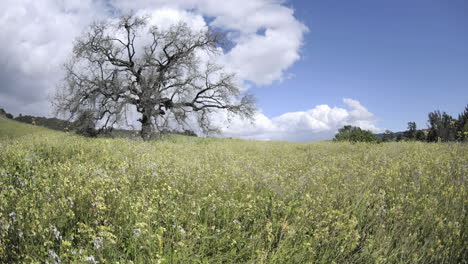 Rising-time-lapse-dolly-shot-of-a-storm-forming-over-a-valley-oak-tree-in-Ojai-California