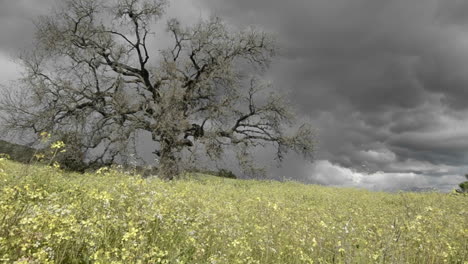 Rising-tracking-shot-of-a-storm-forming-over-a-valley-oak-tree-in-Ojai-California