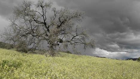 Down-tracking-shot-of-a-storm-forming-over-a-valley-oak-tree-in-Ojai-California