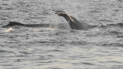 Buckelwale-Füttern-Am-Point-Adolphus-In-Der-Eisigen-Meerenge-Im-Südosten-Von-Alaska-1