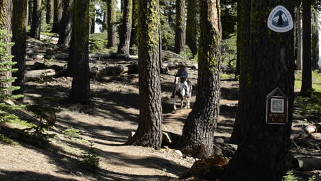 Un-Hombre-Montado-En-Su-Caballo-En-El-Pacific-Crest-Trail-Cerca-De-Packer-Lake-Saddle-En-La-Sierra-Buttes-En-Tahoe-National-Forest,-California-1
