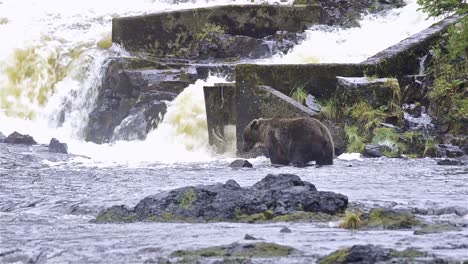 Braunbärenfischen-Auf-Lachs-Am-Pavlof-Fluss,-Der-In-Die-Süßwasserbucht-Im-Hafen-Von-Pavlof-Auf-Der-Insel-Baranof-Im-Südosten-Von-Alaska-Fließt-1