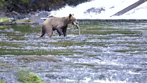 Braunbärenfischen-Auf-Lachs-Am-Pavlof-Fluss,-Der-In-Die-Süßwasserbucht-Im-Hafen-Von-Pavlof-Auf-Der-Insel-Baranof-Im-Südosten-Von-Alaska-Fließt-2