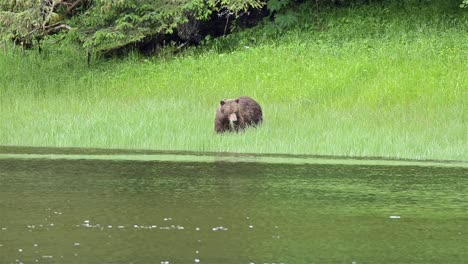 A-brown-bear-grazing-on-grass-at-Lake-Eva-on-Baranof-Island-in-Southeast-Alaska