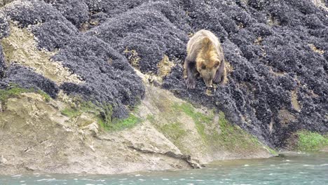 Ein-Braunbär,-Der-Sich-Von-Muscheln-In-Der-Gezeitenzone-Im-Glacier-Bay-National-Park-Im-Südosten-Alaskas-Ernährt