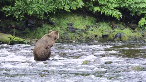 Brown-Bear-patiently-fishing-for-salmon-at-Pavlof-River-flowing-into-Freshwater-Bay-in-Pavlof-Harbor-on-Baranof-Island-in-Southeast-Alaska-1