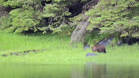 Ein-Braunbär,-Der-Auf-Gras-Am-Lake-Eva-Auf-Der-Insel-Baranof-Im-Südosten-Von-Alaska-Weidet-1