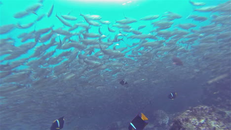 Unterwasseraufnahmen-Einer-Schule-Von-Schwarz-Gestreiften-Salema-Und-Rasiermesser-Doktorfischen-Bei-Sombero-Chino-Auf-Der-Insel-Santiago-Im-Galapagos-Nationalpark,-Ecuador-1