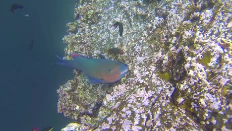 Unterwasseraufnahmen-Eines-Blauen-Kinnpapageienfisches,-Der-Auf-Der-Insel-Genovesa-Im-Galapagos-Nationalpark,-Ecuador,-Corral-Isst