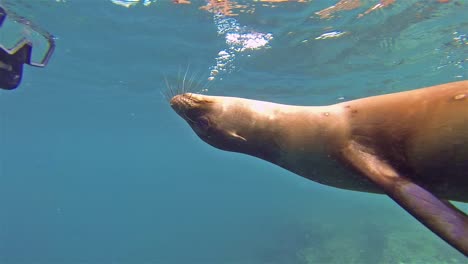 Free-divers-filming-a-Galapagos-Sea-Lion-underwater-at-Champion-Island-off-Floreana-Island-Island-in-Galapagos-National-Park-Ecuador-1