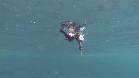 Unterwasseraufnahmen-Eines-Endemischen-Flugunfähigen-Kormorans-Auf-Galapagos,-Der-Seine-Federn-In-Punta-Vicente-Roca-Auf-Der-Insel-Isabela-Im-Galapagos-Nationalpark,-Ecuador,-Putzt