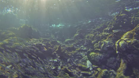 Unterwasseraufnahmen-Eines-Endemischen-Galapagos-Pinguins,-Der-Fische-Bei-Bartolome-Auf-Der-Insel-Santiago-Im-Galapagos-Nationalpark,-Ecuador,-Jagt