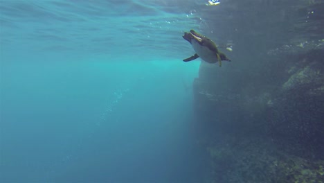Underwater-footage-of-an-endemic-Galapagos-penguin-chasing-fish-at-Punta-Vicente-Roca-on-Isabela-Island--in-Galapagos-National-Park-Ecuador