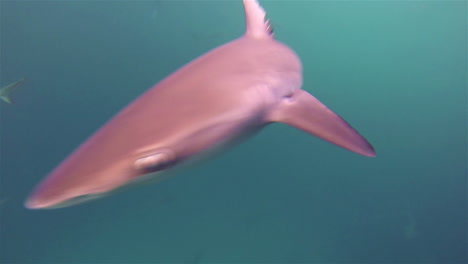Tiburón-Endémico-De-Galápagos-Nadando-En-El-Canal-De-León-Dormido-O-Kicker-Rock-Fuera-De-San-Cristóbal-En-El-Parque-Nacional-Galápagos-Ecuador-1