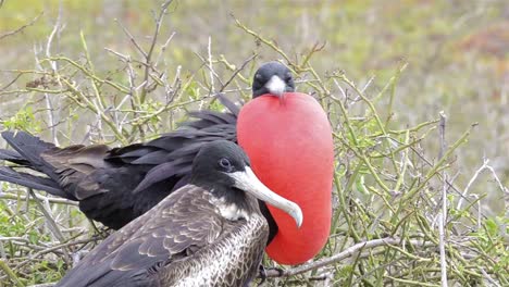 Ein-Prächtiger-Fregattvogel-Fregata-Magnificens,-Der-Seinen-Gular-Beutel-Auf-Der-Insel-North-Seymour-Im-Nationalpark-Der-Galapagos-Inseln-Und-Im-Meeresschutzgebiet-Ecuador-Zeigt