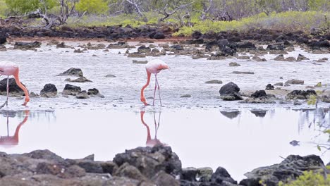 A-pair-of-American-flamingo-walking-in-a-saltwater-marsh-on-Cerro-Dragon-on-Santa-Cruz-Island-in-the-Galapagos-National-Park-Ecuador