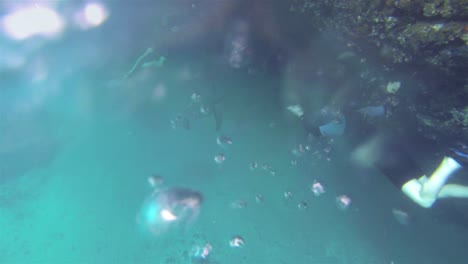 Unterwassertaucher-Mit-Einer-Pazifischen-Grünen-Schildkröte-Bei-Punta-Vicente-Roca-Auf-Der-Insel-Isabela-Im-Galapagos-Nationalpark,-Ecuador