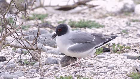 Swallowtailed-gull-Creagrus-furcatus-with-chick-on-Genovesa-Island-in-Galapagos-National-Park-Ecuador