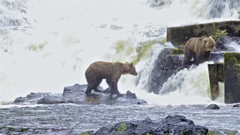 Zwei-Braunbären,-Die-Lachse-Am-Pavlof-Fluss-Fischen,-Der-In-Die-Süßwasserbucht-Im-Hafen-Von-Pavlof-Auf-Der-Insel-Baranof-Im-Südosten-Von-Alaska-Fließt