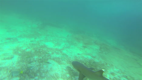 Whitetipped-shark-POV-swimming-off-Santiago-Island-in-Galapagos-National-Park-Ecuador