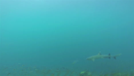 Weißspitzenhai-Pov-Schwimmen-Vor-Der-Insel-Rabida-Im-Galapagos-Nationalpark-Ecuador