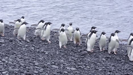 Adelie-Pinguine,-Die-Den-Strand-Von-Brown-Bluff-In-Der-Antarktis-Hinuntergehen