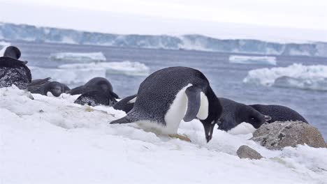Adelie-Penguin-building-a-nest-in-snow-at-Brown-Bluff-in-Antarctica