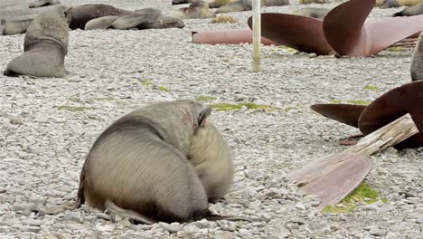 Male-Antarctic-fur-seal-Arctocephalus-gazella-fighting-at-Stromness-Harbour-on-South-Georgia-