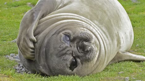 Female-southern-elephant-seal-scratching-fur-at-Salisbury-Plain-on-South-Georgia-Island-