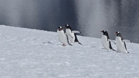 Gentoo-penguin-Pygoscellis-papua-walking-up-a-snow-steep-snow-field-on-Danco-Island-in-Antarctica-
