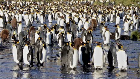 King-penguin-rookery-at-Gold-Harbour-on-South-Georgia