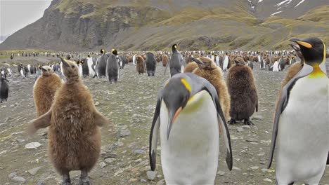 King-penguin-adult-and-chicks-looking-in-the-lens-at-Salisbury-Plain-on-South-Georgia-