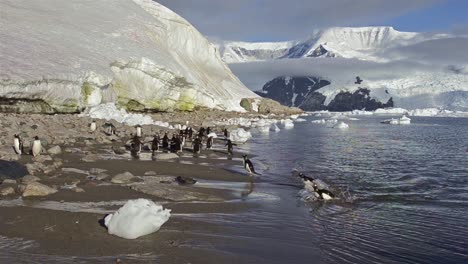 Gentoo-penguin-exiting-the-water-on-the-beach-at-Neko-Harbor-in-Antarctica-