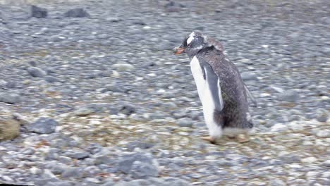 Gentoo-penguins-rock-stealing-and-nest-building-at-Brown-Bluff-in-Antarctica