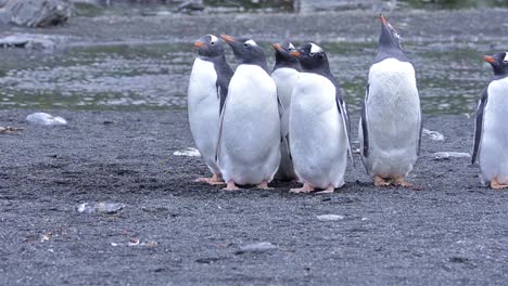 Southern-giant-petrel-watching-gentoo-penguin-chicks-at-Gold-Harbor-on-South-Georgia