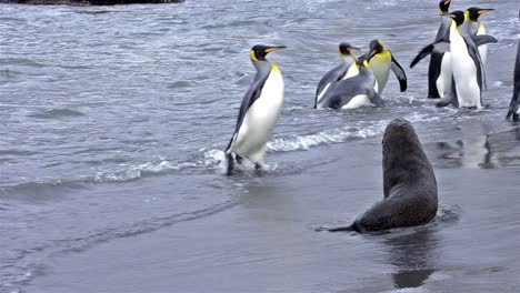 King-penguin-rookery-exiting-the-surf-and-Antarctic-fur-seals-on-the-beach-at-Gold-Harbor-on-South-Georgia-