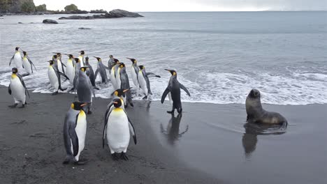 King-penguins-exiting-the-surf-and-an-Antarctic-fur-seals-at-Gold-Harbor-on-South-Georgia-