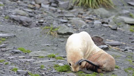 Rare-leucistic-Antarctic-fur-seal-pup-at-Cooper-Bay-on-South-Georgia