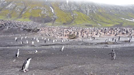 Panning-of-Chinstrap-penguin-rookery-at-Baily-Head-on-Deception-Island-in-Antarctica-