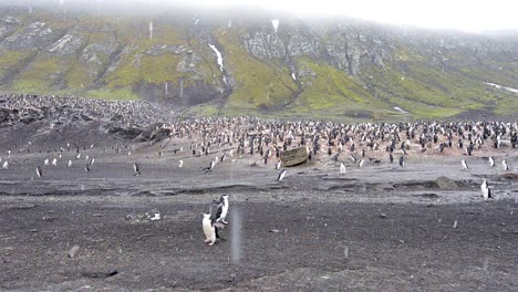 Slow-panning-of-Chinstrap-penguin-rookery-at-Baily-Head-on-Deception-Island-in-Antarctica-