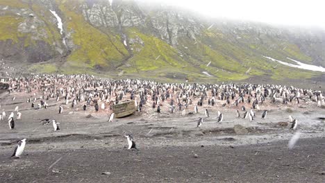 Colonia-De-Pingüinos-De-Barbijo-En-Baily-Head-En-La-Isla-Decepción-En-La-Antártida