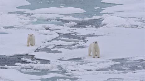 Polar-bear-sow-with-two-cubs-on-the-sea-ice-in-off-Baffin-Island-in-Nunavut-Canada