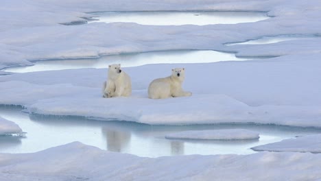 Zwei-Eisbärenbabys-Schlafen-Auf-Dem-Meereis-Vor-Der-Baffininsel-In-Nunavut-Kanada-Can