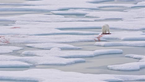 Eisbär-Auf-Meereis-Mit-Einem-Robbentötung-In-Der-Norwegischen-Bucht-Auf-Der-Halbinsel-Bjorne-Auf-Der-Insel-Ellesmere-Auf-Nunavut-Kanada-Can
