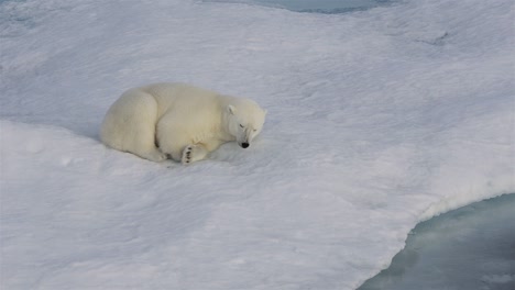 Ein-Eisbärjunges,-Das-Auf-Dem-Meereis-Vor-Der-Baffininsel-In-Nunavut,-Kanada,-Schläft