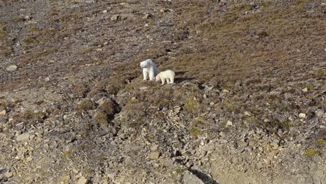 Siembre-Y-Cachorro-De-Oso-Polar-Varados-En-Tierra-En-Croker-Bay-En-La-Isla-De-Devon-En-Nunavut,-Canadá