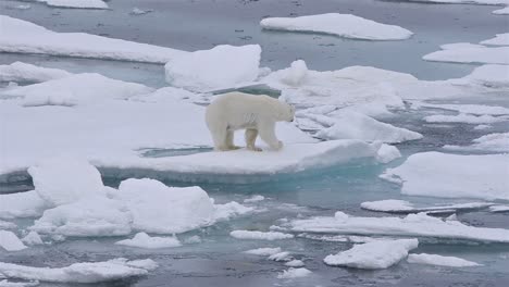 Eisbär-Sau-Und-Jungtier-Auf-Dem-Meereis-Im-Eisbärenpass-Nördlich-Der-Baffininsel-In-Nunavut-Kanada-Can
