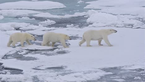 Polar-bear-sow-and-two-cubs-walking-on-the-sea-ice-in-Polar-Bear-Pass-north-off-Baffin-Island-in-Nunavut-Canada-