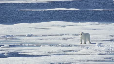 Eisbär,-Der-Auf-Meereis-In-Prince-Regent-Inlet-In-Der-Nähe-Von-Baffin-Island-In-Nunavut-Kanada-Steht?